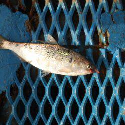 オリジナルメーカー海づり公園(市原市海づり施設) 釣果