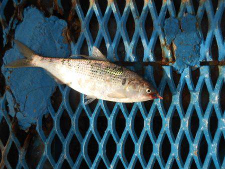 オリジナルメーカー海づり公園(市原市海づり施設) 釣果