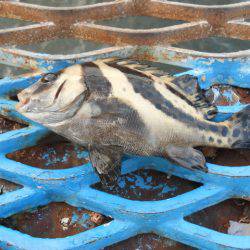 オリジナルメーカー海づり公園(市原市海づり施設) 釣果