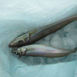 オリジナルメーカー海づり公園(市原市海づり施設) 釣果