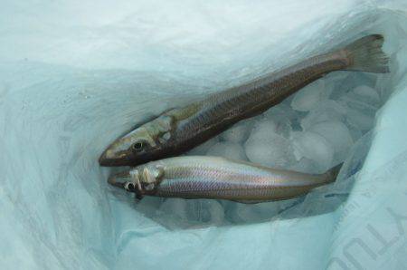 オリジナルメーカー海づり公園(市原市海づり施設) 釣果