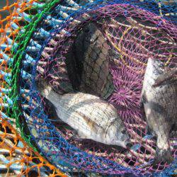 オリジナルメーカー海づり公園(市原市海づり施設) 釣果