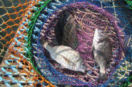 オリジナルメーカー海づり公園(市原市海づり施設) 釣果