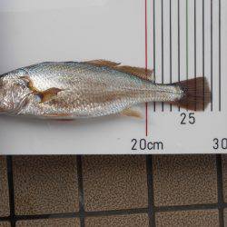 オリジナルメーカー海づり公園(市原市海づり施設) 釣果