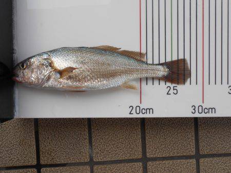 オリジナルメーカー海づり公園(市原市海づり施設) 釣果