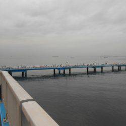 オリジナルメーカー海づり公園(市原市海づり施設) 釣果