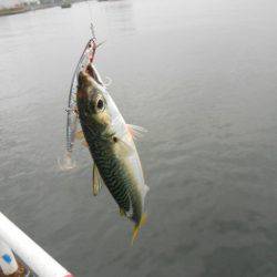 オリジナルメーカー海づり公園(市原市海づり施設) 釣果