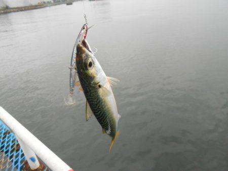 オリジナルメーカー海づり公園(市原市海づり施設) 釣果