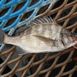 オリジナルメーカー海づり公園(市原市海づり施設) 釣果