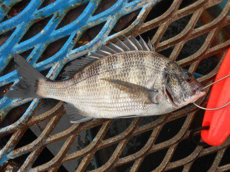 オリジナルメーカー海づり公園(市原市海づり施設) 釣果