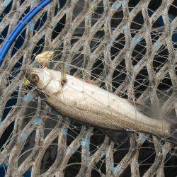 オリジナルメーカー海づり公園(市原市海づり施設) 釣果
