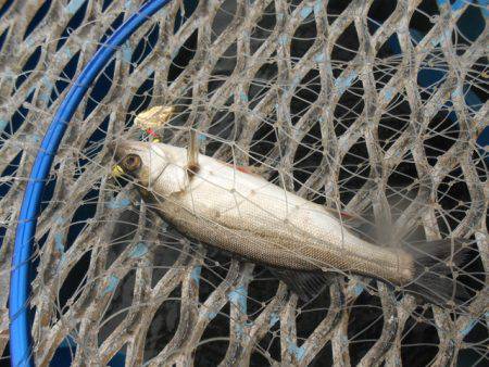 オリジナルメーカー海づり公園(市原市海づり施設) 釣果