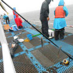 オリジナルメーカー海づり公園(市原市海づり施設) 釣果
