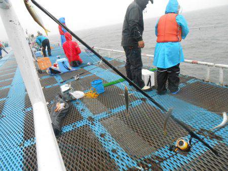 オリジナルメーカー海づり公園(市原市海づり施設) 釣果