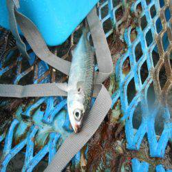 オリジナルメーカー海づり公園(市原市海づり施設) 釣果