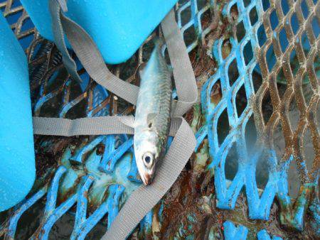 オリジナルメーカー海づり公園(市原市海づり施設) 釣果