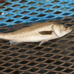 オリジナルメーカー海づり公園(市原市海づり施設) 釣果
