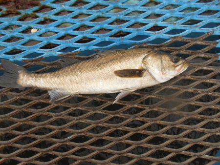 オリジナルメーカー海づり公園(市原市海づり…