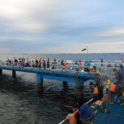 オリジナルメーカー海づり公園(市原市海づり施設) 釣果