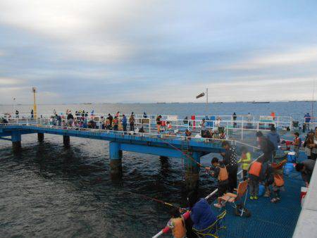 オリジナルメーカー海づり公園(市原市海づり施設) 釣果