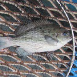 オリジナルメーカー海づり公園(市原市海づり施設) 釣果