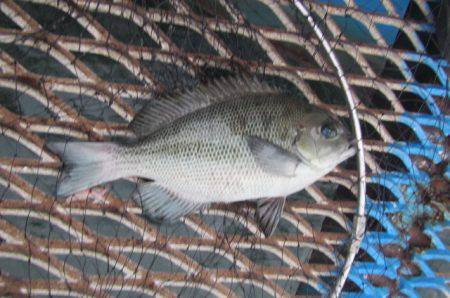 オリジナルメーカー海づり公園(市原市海づり…