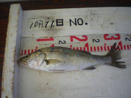 姫路市立遊魚センター 釣果