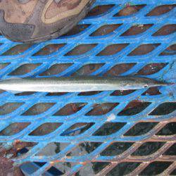 オリジナルメーカー海づり公園(市原市海づり施設) 釣果