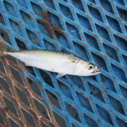 オリジナルメーカー海づり公園(市原市海づり施設) 釣果