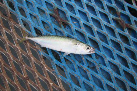 オリジナルメーカー海づり公園(市原市海づり施設) 釣果