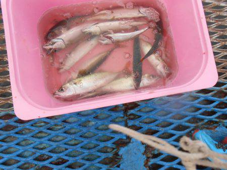 オリジナルメーカー海づり公園(市原市海づり…