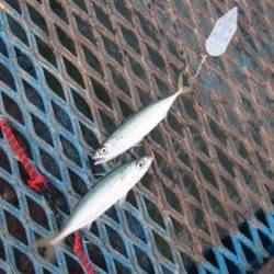 オリジナルメーカー海づり公園(市原市海づり施設) 釣果