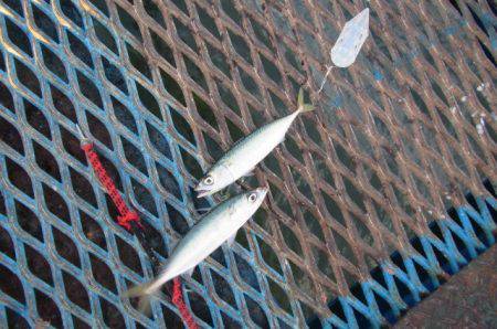 オリジナルメーカー海づり公園(市原市海づり施設) 釣果