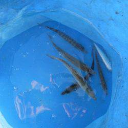 オリジナルメーカー海づり公園(市原市海づり施設) 釣果