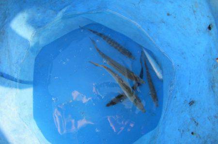 オリジナルメーカー海づり公園(市原市海づり施設) 釣果