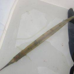 オリジナルメーカー海づり公園(市原市海づり施設) 釣果