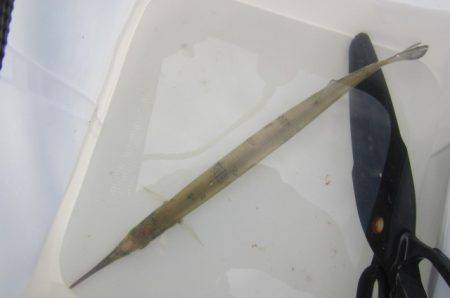 オリジナルメーカー海づり公園(市原市海づり施設) 釣果