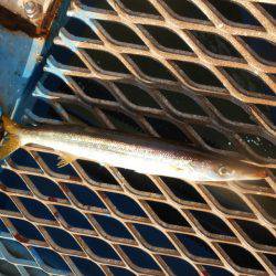 オリジナルメーカー海づり公園(市原市海づり施設) 釣果