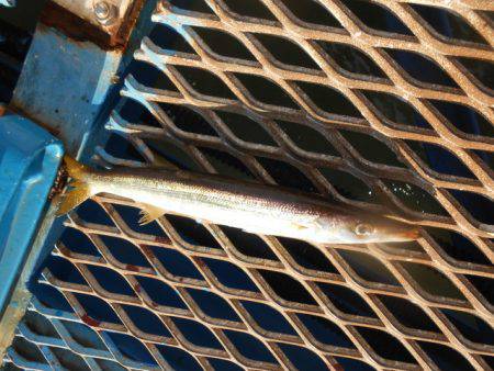 オリジナルメーカー海づり公園(市原市海づり施設) 釣果