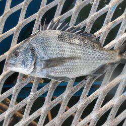 オリジナルメーカー海づり公園(市原市海づり施設) 釣果