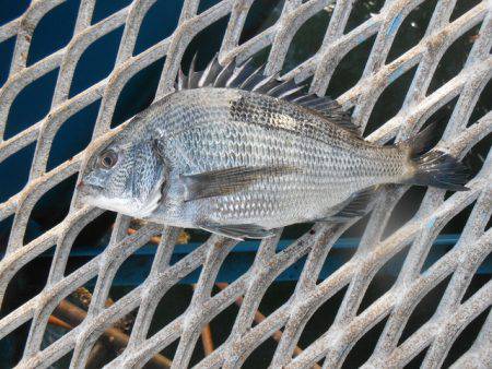 オリジナルメーカー海づり公園(市原市海づり…