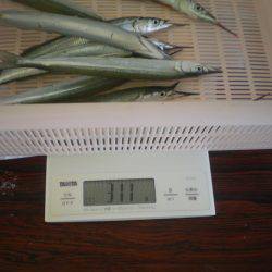 姫路市立遊魚センター 釣果