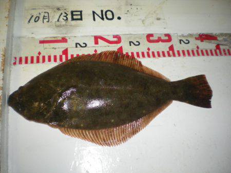 姫路市立遊魚センター 釣果