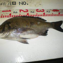 姫路市立遊魚センター 釣果