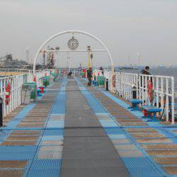 オリジナルメーカー海づり公園(市原市海づり施設) 釣果