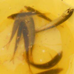 オリジナルメーカー海づり公園(市原市海づり施設) 釣果