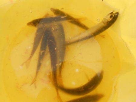 オリジナルメーカー海づり公園(市原市海づり…