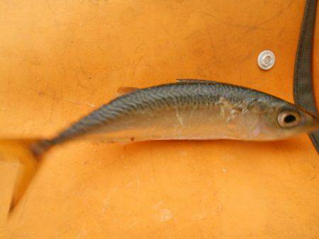 オリジナルメーカー海づり公園(市原市海づり施設) 釣果