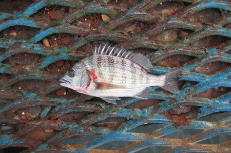 オリジナルメーカー海づり公園(市原市海づり施設) 釣果