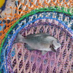 オリジナルメーカー海づり公園(市原市海づり施設) 釣果